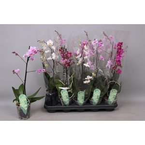 PHAL MF GEM 4 KL