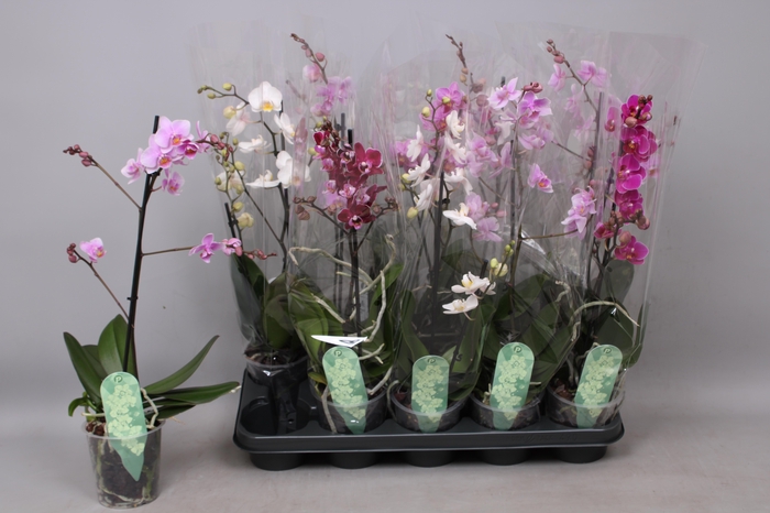 <h4>PHAL MF GEM 4 KL</h4>