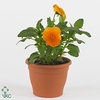 VIOLA CORNUTA TW ORANGE
