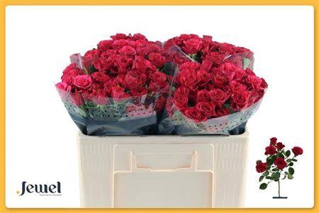 <h4>R Tr Roseberry</h4>