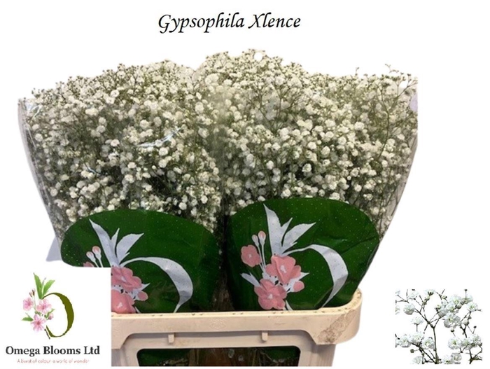 <h4>Gyps Pa Xlence</h4>