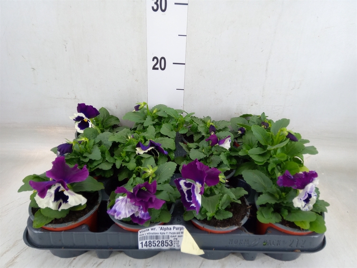 <h4>Viola wr. 'Alpha Purple White'</h4>