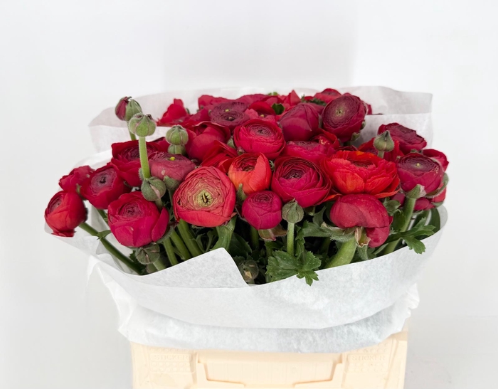 <h4>Ran Clooney Sangria</h4>