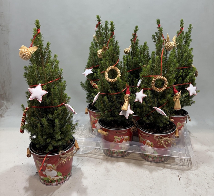 <h4>KERSTBOOM VERSIERD</h4>