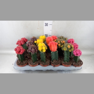 Gymnocalycium mihanov. 'Brasil'