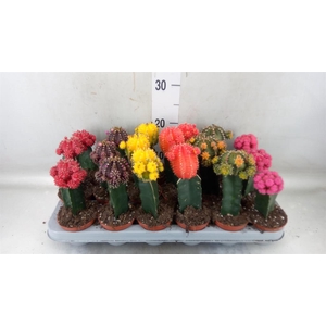 Gymnocalycium mihanov. 'Brasil'