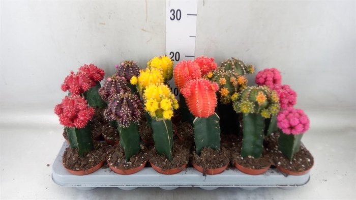 <h4>Gymnocalycium mihanov. 'Brasil'</h4>