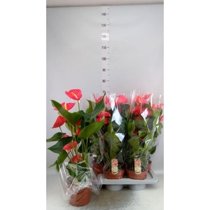 Anthurium andr. 'California'