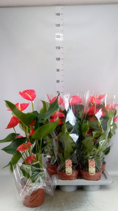 <h4>Anthurium andr. 'California'</h4>