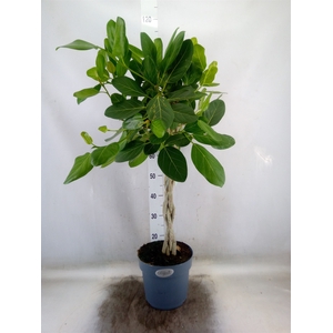 Ficus benghalensis 'Audrey'