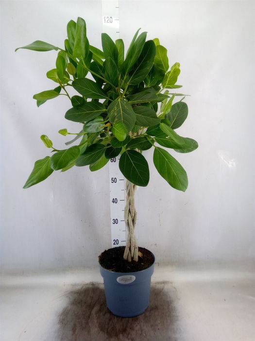 <h4>Ficus benghalensis 'Audrey'</h4>