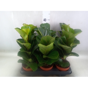 Ficus lyrata 'Bambino'