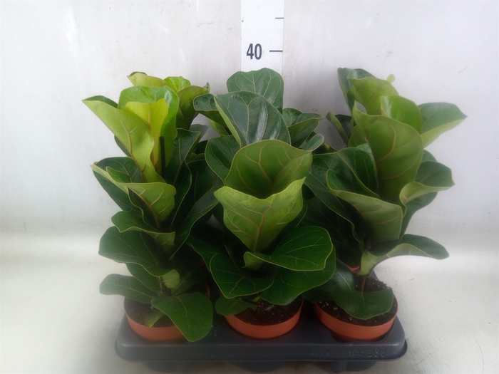 <h4>Ficus lyrata 'Bambino'</h4>