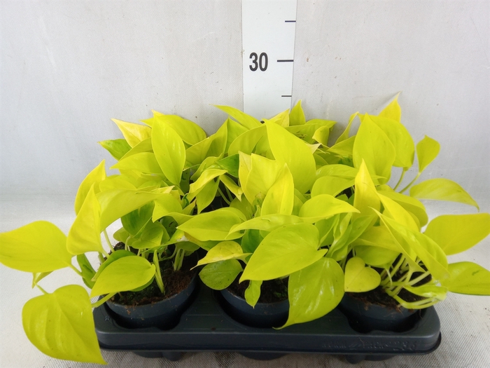 <h4>Epipremnum   ...</h4>