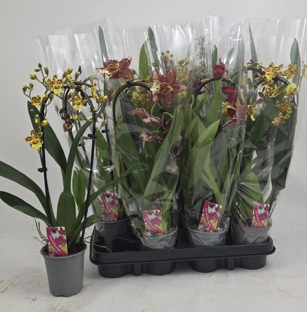 <h4>ORCHIDEEEN GEM</h4>