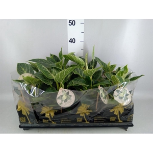 Philodendron   ...