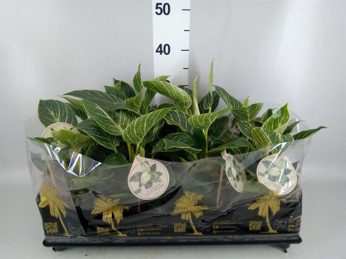 <h4>Philodendron   ...</h4>