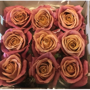 Roos miss piggy 4-4.5cm