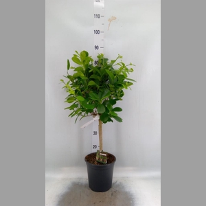 Ficus microcarpa 'Moclame'