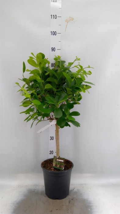 <h4>Ficus microcarpa 'Moclame'</h4>