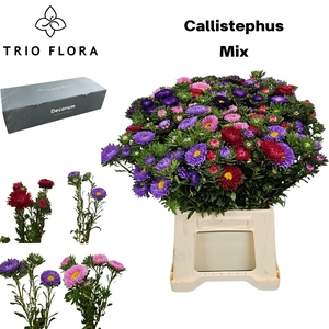 CALLIS PER BOS Big Box 10 Bos