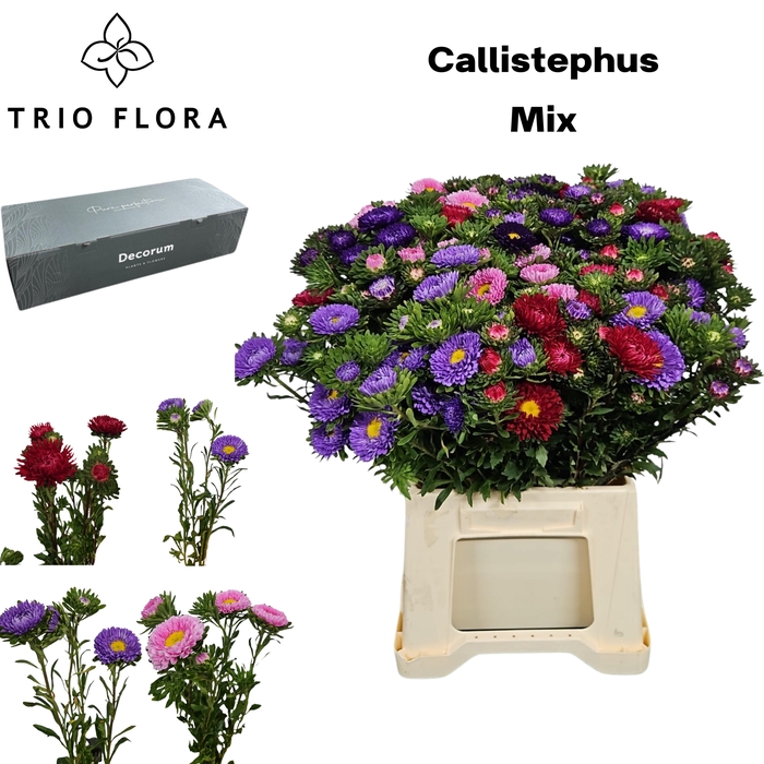<h4>CALLIS PER BOS Big Box 10 Bos</h4>