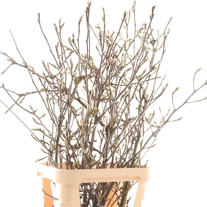 <h4>Magnolia Per Tak</h4>