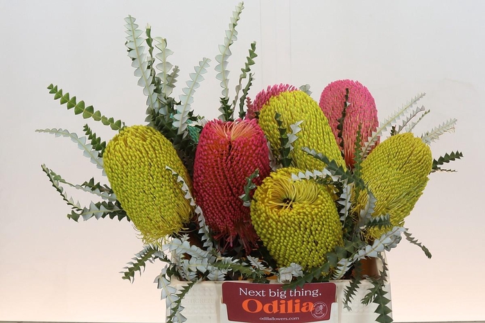 <h4>Banksia Spec. Mixed Colours</h4>