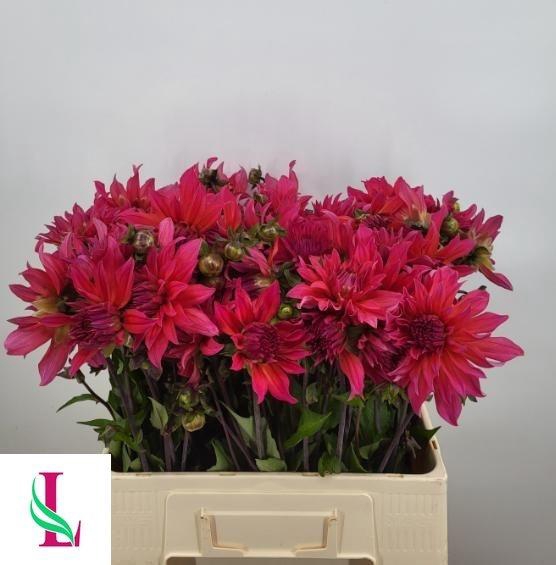 <h4>DAHL PINK PUNK</h4>