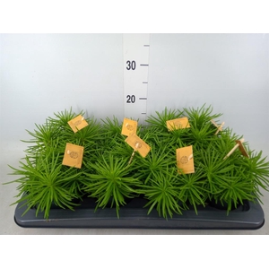 Senecio archeri 'Himalaya'