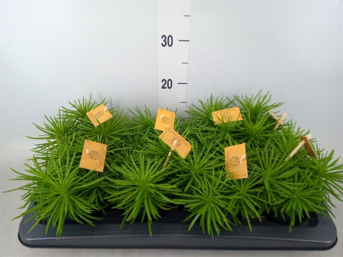 <h4>Senecio archeri 'Himalaya'</h4>