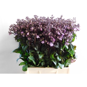 PENSTEMON OV