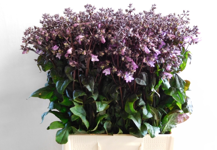 <h4>PENSTEMON OV</h4>