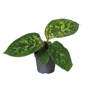 HOMAL CAMOUFLAGE