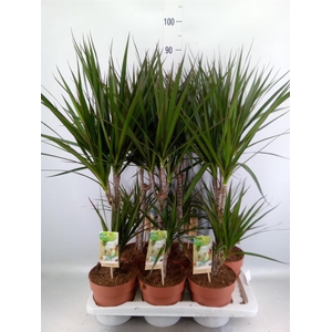 Dracaena marg.