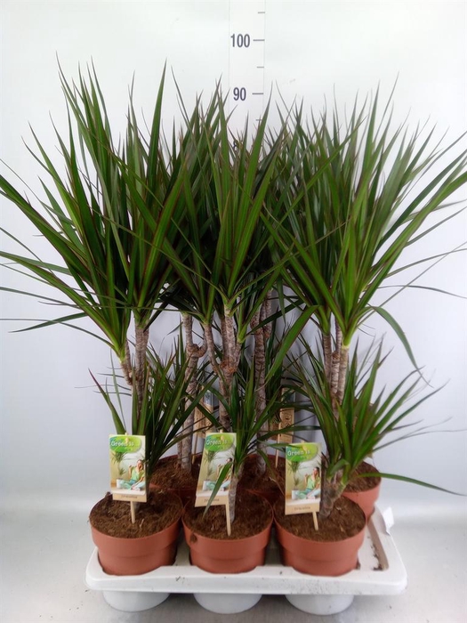 <h4>Dracaena marg.</h4>