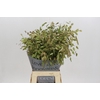 Chasmanthium Green