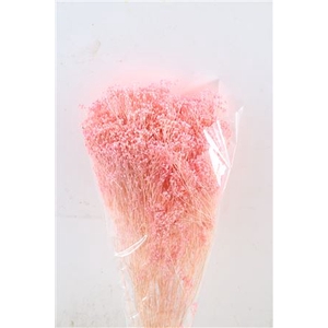 Dried Brooms L Pink Bunch