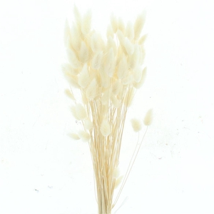 Dried Lagurus Bleached White Bs
