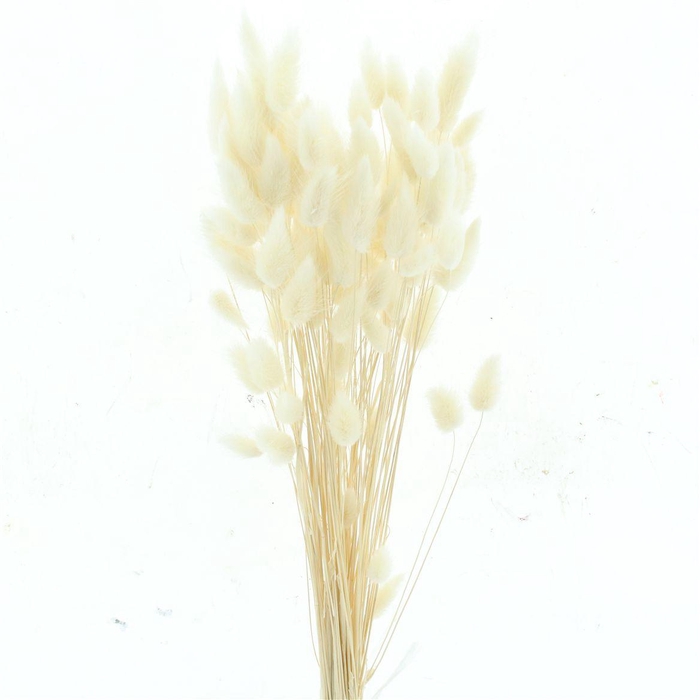 <h4>Dried Lagurus Bleached White Bs</h4>