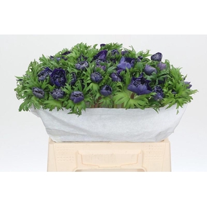 Anemone Levante Blue