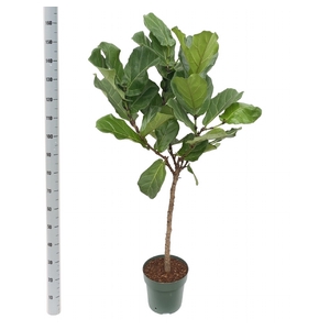 Ficus Lyrata 27Ø 160cm 1pp