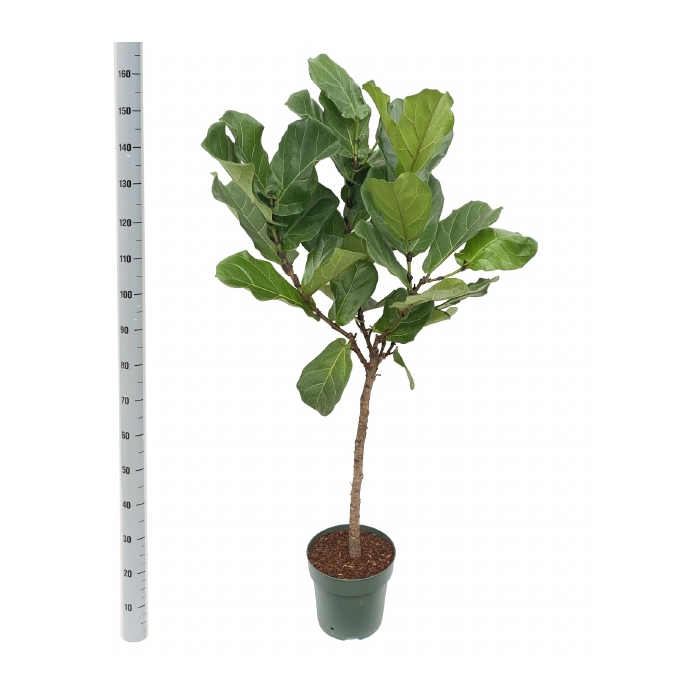 <h4>Ficus Lyrata 27Ø 160cm 1pp</h4>