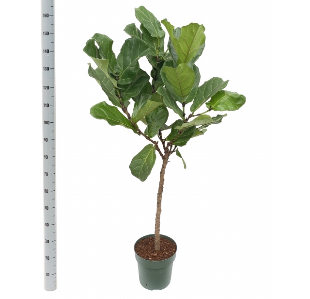 <h4>FICUS LYRATA</h4>