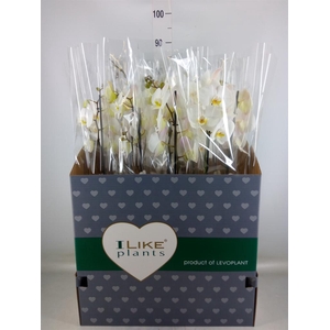 Phalaenopsis   ...white