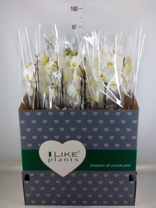 <h4>Phalaenopsis   ...white</h4>