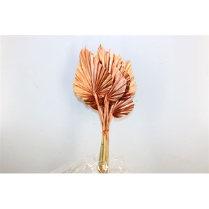Dried Palm Spear 10pc Copper Bunch