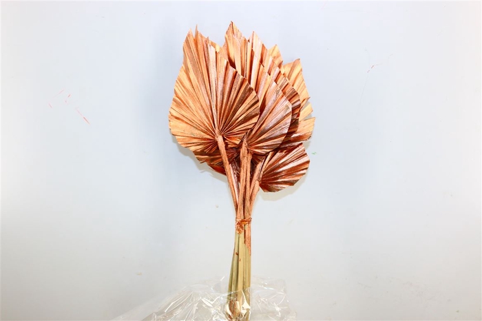 Dried Palm Spear 10pc Copper Bunch