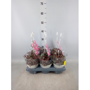 Ceropegia woodii 'Silver Glory'