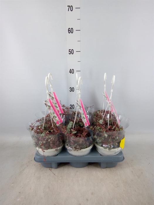 <h4>Ceropegia woodii 'Silver Glory'</h4>